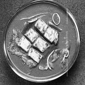 Paneer in Choice of Sauce