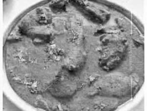 Chicken Sahi Korma