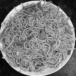 Veg Noodles