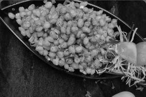Corn salt n paper