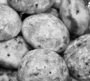 Gunta Punugulu 12 pcs