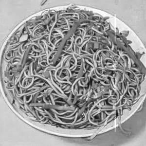 Veg Hakka Noodles