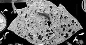 Ratlami Sev Paratha 