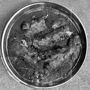 Mutton Raan Mehfil Tandoori Masala