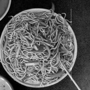 Veg. Schezwan Noodle