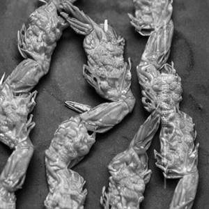 Golden Prawns