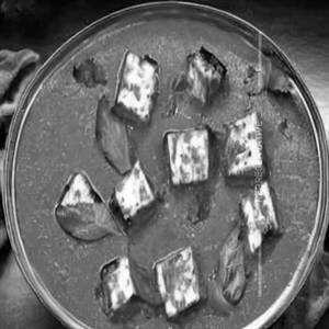 Paneer Do Pyaza