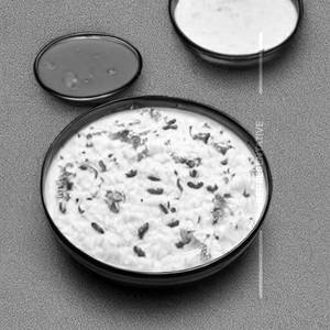 Curd rice