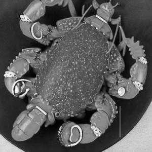 Crystal Lobster