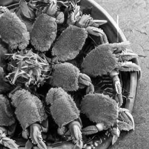 Crab Ajadina