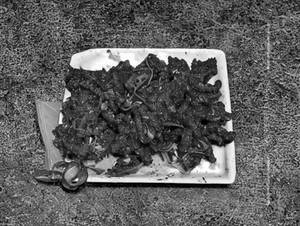 Dry Chilli Fish