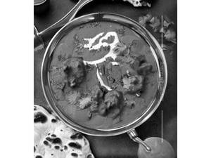 Mushroom Tikka Masala