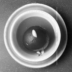 Special Gulab Jamun [1 Piece]