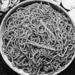 Hot Spicy Schezwan Noodles