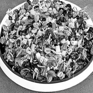 Sprout Salad