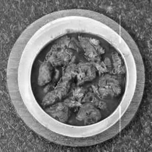 Chicken Khana Khazana Special