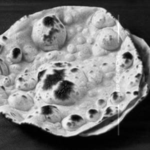 Roti