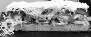 English Pannini Sandwiches