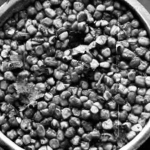 Methi Corn Mushroom