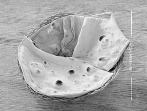Roti Basket