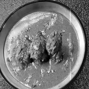 Chicken Aurangabadi