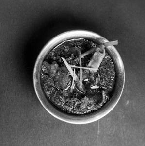 Rajasthani Mutton