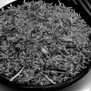 Hong Kong Rice