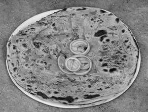 Onion Parata