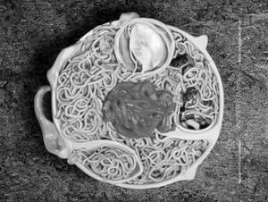 Triple Noodles [Chicken]