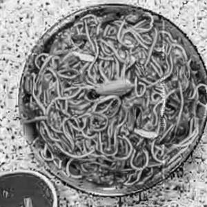 Egg Chilli Ginger Noodles