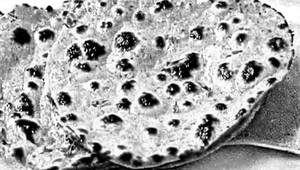Onion Missi Roti