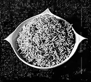 Schezwan Rice