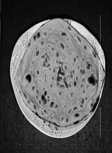 Butter Paratha