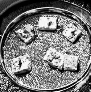 Paneer Kurma