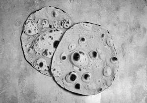 Plain Roti