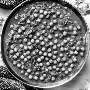 Palak Peas