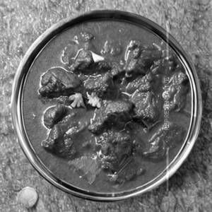 Mutton Masala