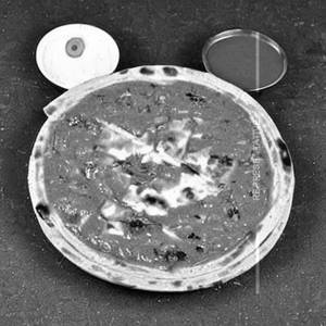 Shimla Mirch Paneer Da Paratha