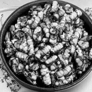 Mushroom Corn (Full)                                                                           