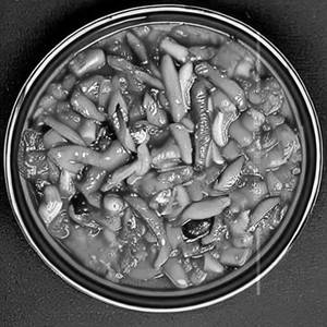 Baby Corn Chilli