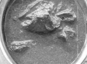 Mutton Korma