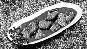Schezwan Chicken Dry/gravy