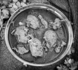 Chicken Curry.4pics