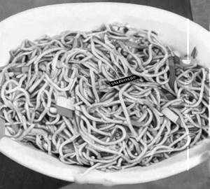 Hakka Noodles