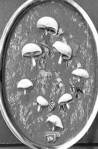 Matar Mushroom