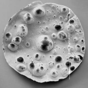 Roti [Plain]