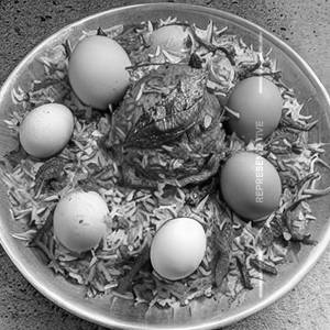Egg Biryani