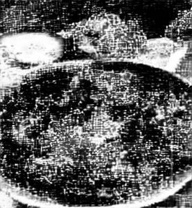 Chicken Peshwari