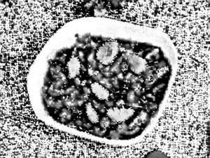 Veg Chilli (Dry)