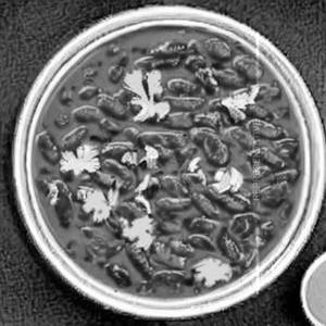 Rajma Rice